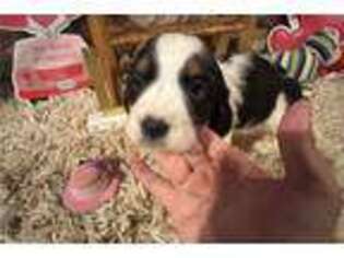 English Springer Spaniel Puppy for sale in Chattanooga, TN, USA