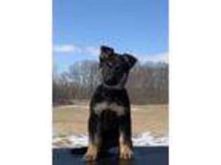 German Shepherd Dog Puppy for sale in Upland, IN, USA
