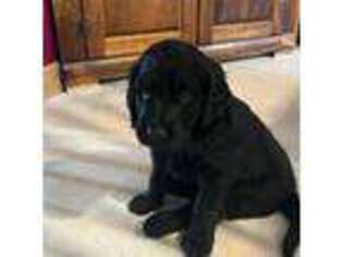 Goldendoodle Puppy for sale in Grove City, OH, USA