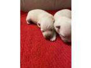West Highland White Terrier Puppy for sale in Subiaco, AR, USA