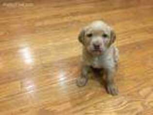 Labrador Retriever Puppy for sale in Doniphan, NE, USA