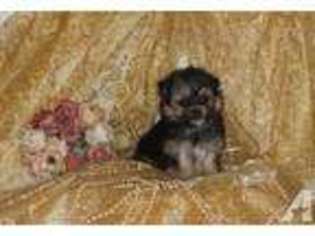 Yorkshire Terrier Puppy for sale in HONEY GROVE, TX, USA
