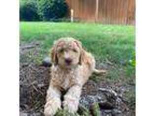 Goldendoodle Puppy for sale in Carson City, NV, USA