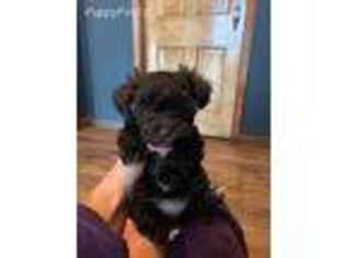 Mutt Puppy for sale in Bruce, MS, USA
