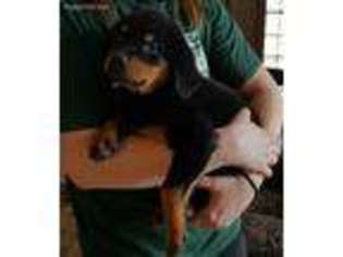 Rottweiler Puppy for sale in Homeworth, OH, USA