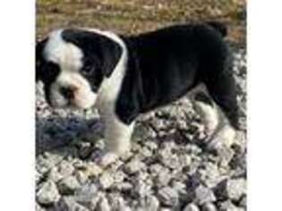 Bulldog Puppy for sale in Moravia, IA, USA