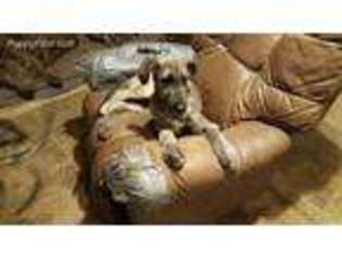 Irish Wolfhound Puppy for sale in Roscommon, MI, USA