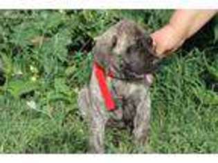 Mastiff Puppy for sale in Grenada, MS, USA