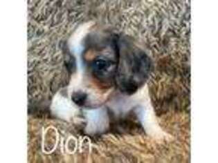 Dachshund Puppy for sale in Albemarle, NC, USA