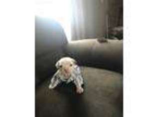 Bulldog Puppy for sale in Hammond, IN, USA