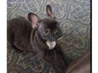 French Bulldog Puppy for sale in Eastman, GA, USA
