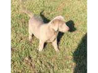 Labrador Retriever Puppy for sale in Liberal, MO, USA