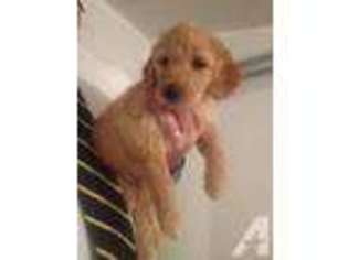 Goldendoodle Puppy for sale in LAFAYETTE, TN, USA