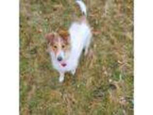 Collie Puppy for sale in Orem, UT, USA