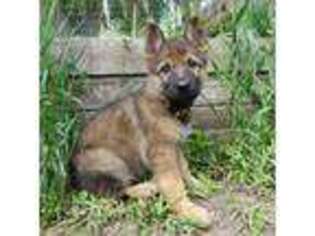 German Shepherd Dog Puppy for sale in Hot Springs, MT, USA