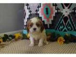 Cavalier King Charles Spaniel Puppy for sale in Harlan, IN, USA