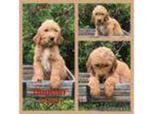 Goldendoodle Puppy for sale in Paintsville, KY, USA