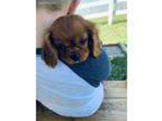 Cavalier King Charles Spaniel Puppy for sale in Columbia, KY, USA