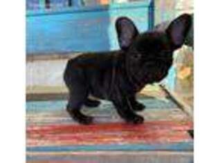 French Bulldog Puppy for sale in West, TX, USA