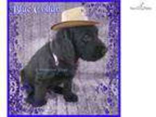 Labradoodle Puppy for sale in Chattanooga, TN, USA