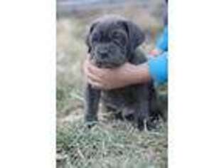 Neapolitan Mastiff Puppy for sale in Lowry City, MO, USA