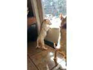 Bull Terrier Puppy for sale in MODESTO, CA, USA