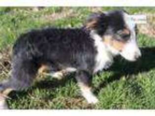 Miniature Australian Shepherd Puppy for sale in Fayetteville, AR, USA