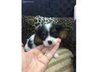 Cavalier King Charles Spaniel Puppy for sale in Humble, TX, USA