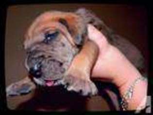 Great Dane Puppy for sale in HOUSTON, TX, USA