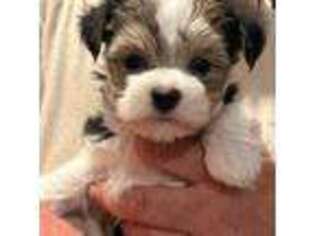 Maltese Puppy for sale in La Grange, KY, USA