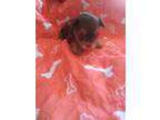 Yorkshire Terrier Puppy for sale in Theresa, NY, USA