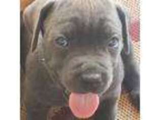 Cane Corso Puppy for sale in High Point, NC, USA