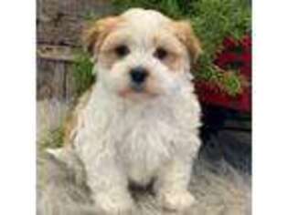 Havanese Puppy for sale in Shipshewana, IN, USA