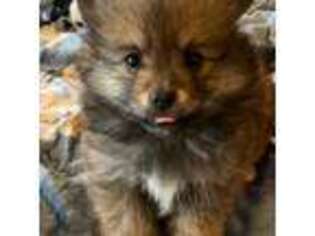 Pomeranian Puppy for sale in Winfield, KS, USA