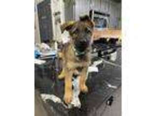 German Shepherd Dog Puppy for sale in Washington, UT, USA