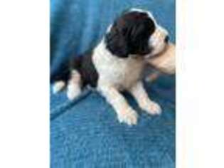 Saint Berdoodle Puppy for sale in Rome, OH, USA