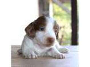 Dachshund Puppy for sale in Haines City, FL, USA