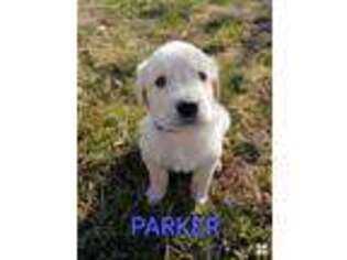 Golden Retriever Puppy for sale in Newmanstown, PA, USA