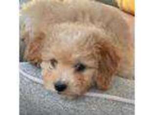 Mutt Puppy for sale in Mountain View, CA, USA