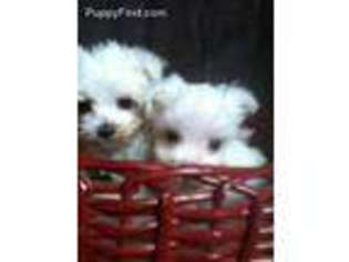 Maltese Puppy for sale in Fairfield, CA, USA
