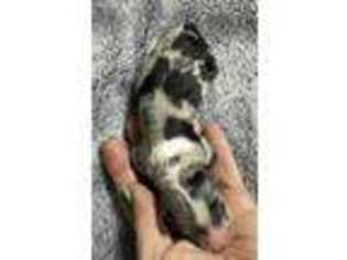 Miniature Australian Shepherd Puppy for sale in Sweet Home, OR, USA