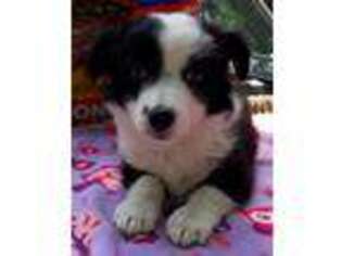 Border Collie Puppy for sale in Sikeston, MO, USA