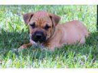 American Staffordshire Terrier Puppy for sale in Greensboro, NC, USA