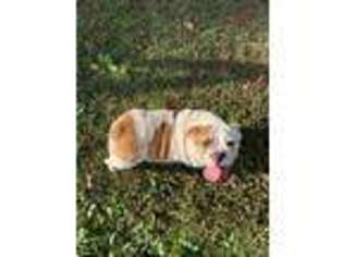 Bulldog Puppy for sale in Waynesboro, TN, USA
