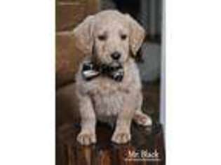 Labradoodle Puppy for sale in Georgetown, TN, USA