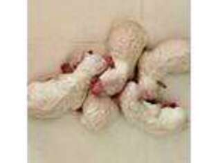 Bichon Frise Puppy for sale in Conyers, GA, USA