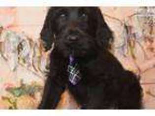 Labradoodle Puppy for sale in Youngstown, OH, USA