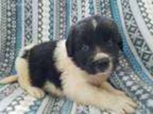 Newfoundland Puppy for sale in Chester, VT, USA