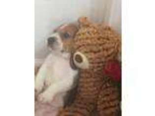 Beagle Puppy for sale in Harrison, NJ, USA