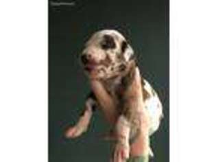 Great Dane Puppy for sale in Antioch, CA, USA